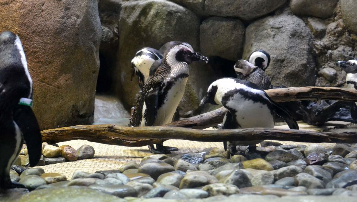 Under the Sea Family Fun at North Carolina’s Aquariums